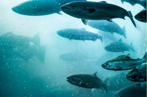 27 min balıq qaçdı: İtmiş qızılbalığı tapanlara pul mükafatı