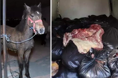 Kolbasa və sosisə at və uzunqulaq ətini qarışdırıb insanlara satdılar - FOTO