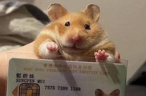 Bu ölkədə ev heyvanlarına pasport almaq məcburi oldu - FOTOLAR