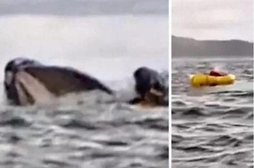 Balina gənc oğlanı uddu, sonra tüpürdü