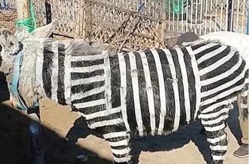 Zebra tapa bilmədilər, eşşəkləri boyadılar