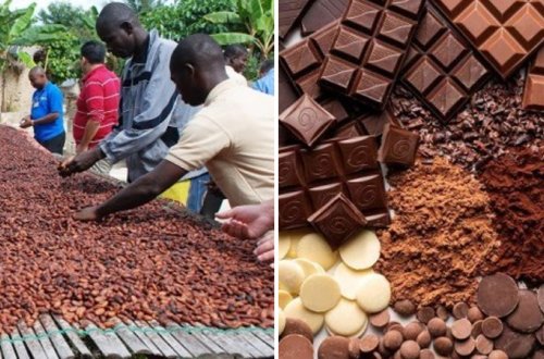 Kakao böhranı: Qlobal ərzaq təhlükəsizliyi təhdid altında