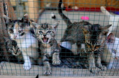 Hindistanda bir mənzildə təxminən 300 sahibsiz pişiyin yaşadığı müəyyən edilib