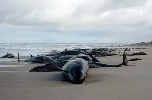 Saxta qatil balinalar sahilə çıxdı