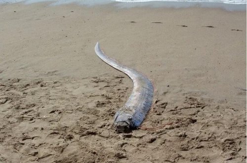 Fəlakətin xəbərçisi: Qiyamət balığı Meksikada sahilə çıxdı! 