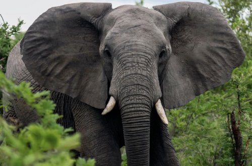 Hindistanda fil hücumu nəticəsində 5 nəfər öldü