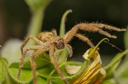 Təyyarə pilotunu 35 min fut yüksəklikdə tarantula dişləyib, sərnişinlər panikaya düşüb