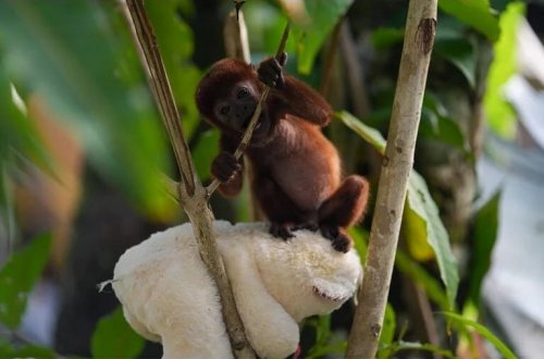 Kolumbiyada meymun balası ələ keçirilib: Onun səsi 5 kilometr uzaqdan eşidilir