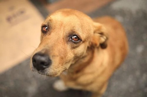 İtlərin sevimli rəngi məlum oldu