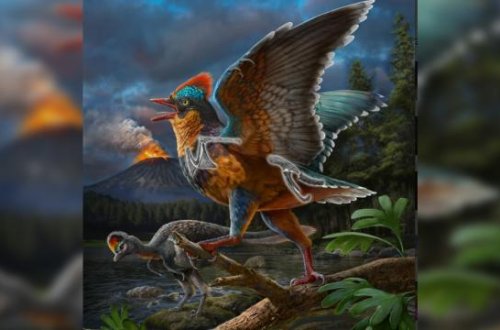 Alimlər ən qədim quşlardan birini aşkar ediblər