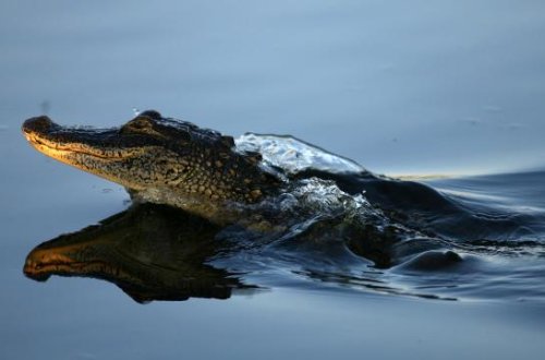 ABŞ-da timsahın hücumuna məruz qalan qadın yaralanıb