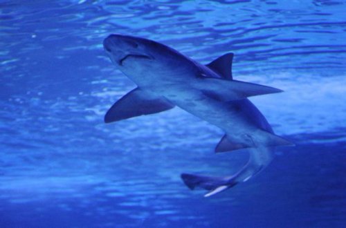 Köpək balığının hücumuna məruz qalan sörfçü itkin düşdü