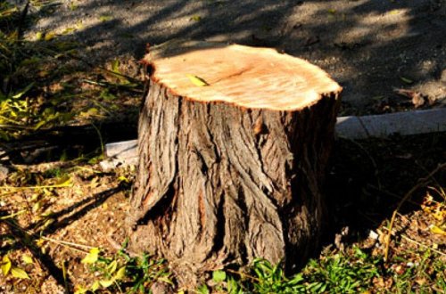 Şəhər mərkəzində ağacları kəsənlərə cinayət işi açıldı