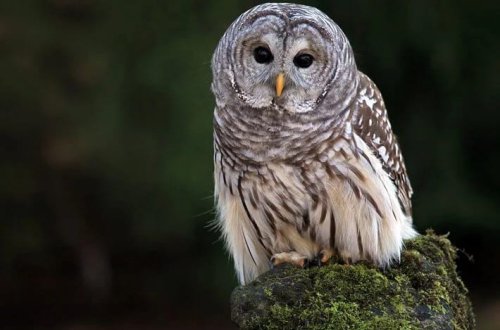 Tramp 450 min bayquşu öldürmək istəyir