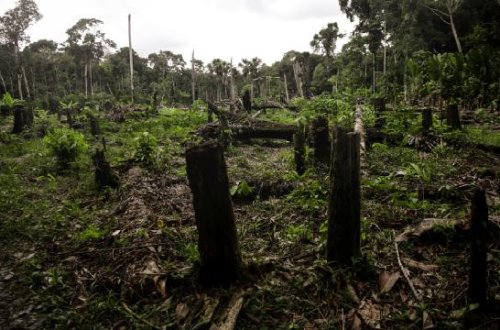 İqlim sammiti üçün Amazonun qorunan hissəsində ağacları kəsdilər