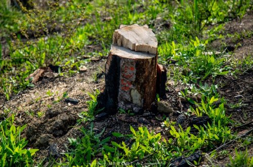 Təbiətə 381 min manatlıq ziyan vurulması ilə bağlı materiallar hüquq-mühafizə orqanlarına göndəriləcək