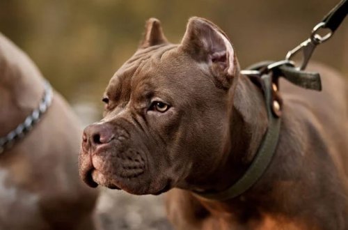 Pəncəsi tətiyə ilişdi, it sahibini vurdu