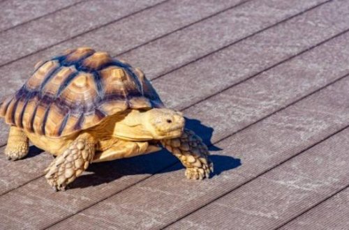 Təyyarə sərnişininin şalvarında canlı tısbağa tapılıb
