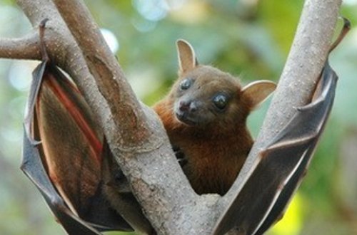 Yarasalarda yeni növ koronavirus AŞKARLANDI