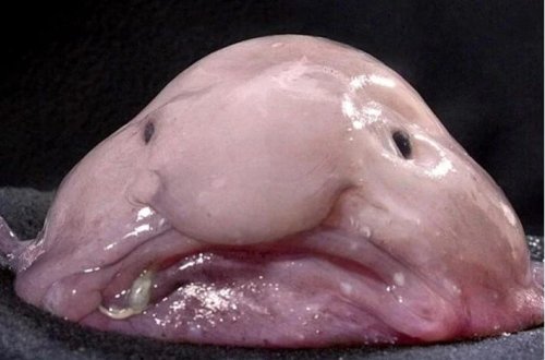 Dünyanın ən çirkin heyvanı kimi tanınırdı, ilin balığı mükafatını qazandı