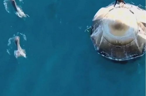 Delfin sürüsü NASA astronavtlarını qarşıladı