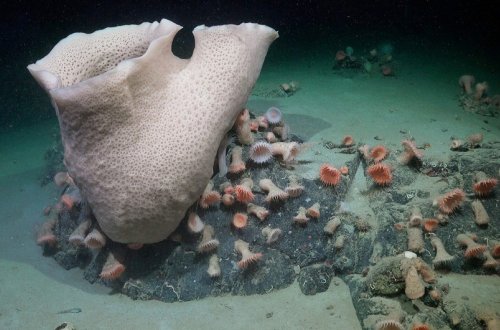 Alimlər Antarktidada aysberqin altında inkişaf edən ekosistem tapıblar