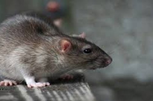 Polşanı siçanlar basdı