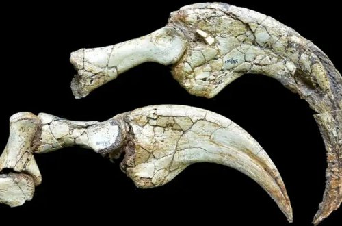 Kanadada yeni iki barmaqlı dinozavr növü tapıldı