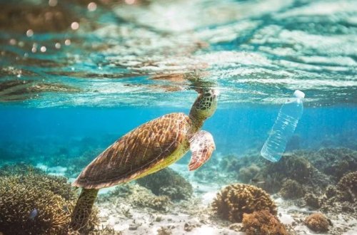 Okeanlar üçün 2030 proqnozu: 602 min ton tullantı