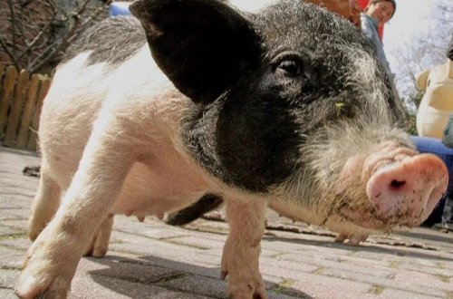 Donuz böyrəyi olan qadın: Alimlər bir daha uğur qazandılar