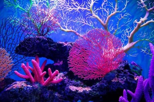 Mərcan itkiləri rekord səviyyədədir, bu, bir növün sonu ola bilər