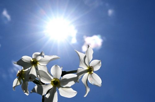 Şənbə günü havanın temperaturu 24 dərəcəyədək artacaq