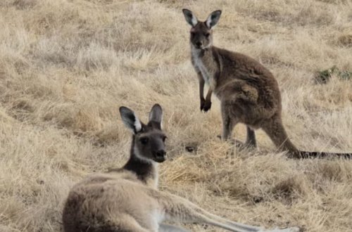 Avstraliyanın cənubunda kenquruların kütləvi ölümü qeydə alınıb