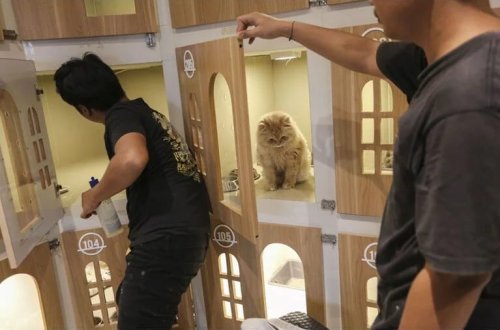 İndoneziyanın paytaxtı Cakartada pişik oteli