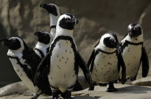 Tramp pinqvinlərə rüsum tətbiq edəcək