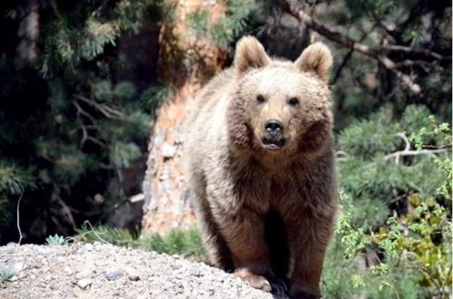 Slovakiyada fövqəladə qərar: 350 ayı ovlanacaq 