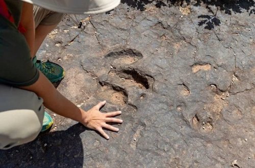167 milyon illik tarixi kəşf: Ətyeyənlər və ot yeyənlər birlikdə yaşayırdılar