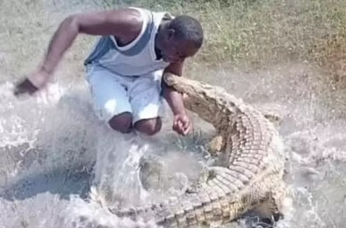 Timsah 41 yaşlı kişiyə hücum etdi