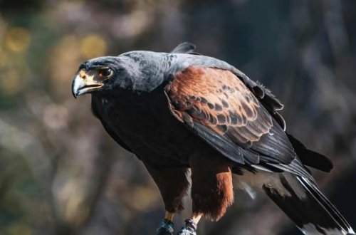 Kənddə hər kəsi dəhşətə gətirən şahin nəhayət tutuldu