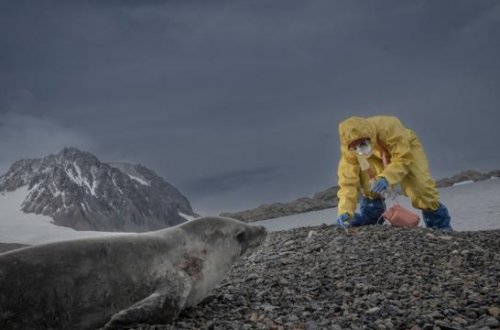 Avstraliyalı tədqiqatçılar Antarktika qitəsindən yeni növ dəniz canlıları toplayıblar