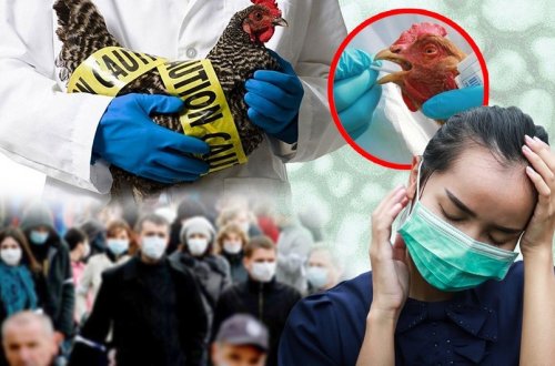 Meksikada insanın ilk dəfə quş qripinə yoluxması aşkarlanıb