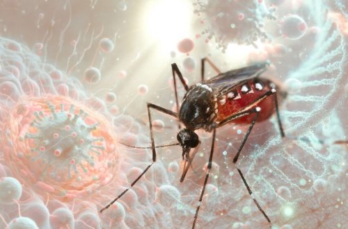 Fransanın dənizaşırı bölgələrindən birində çikunqunya epidemiyası yayılıb