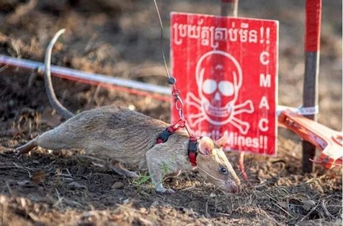 Qəhrəman siçovul tarix yazdı: Mina ovçusundan dünya rekordu