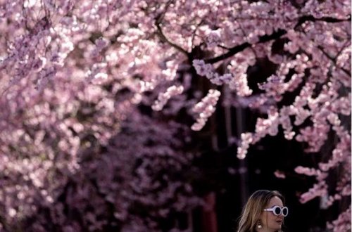 Almaniyada albalı çiçəyi mövsümü: Küçələr çəhrayı olub