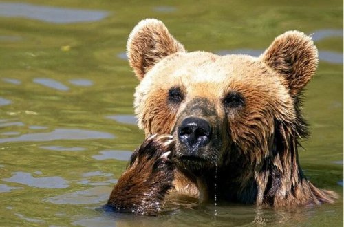 Üzünü yeyən ayıdan özünü ölü kimi göstərərək xilas olub