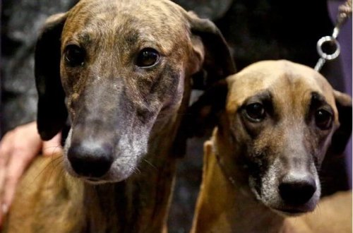 Almaniyada it vergisinin artırılması: 421 milyon avro toplanıb