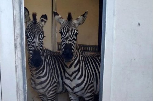 Sərhəddə saxlanılan mikroavtobusda iki zebra, altı meymun, antilop və qu quşu tapılıb