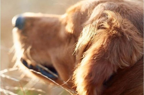 Quduzluq epidemiyası 3 nəfərin həyatına son qoyub