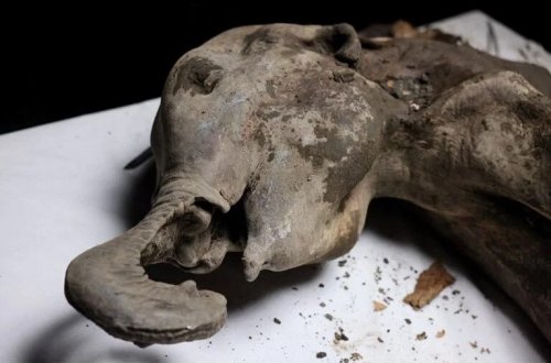130 min illik körpə mamont tapıldı