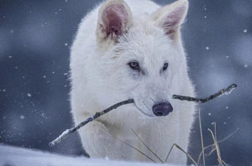 10.000 il əvvəl nəsli kəsilmiş canavarlar yenidən həyata qaytarıldı